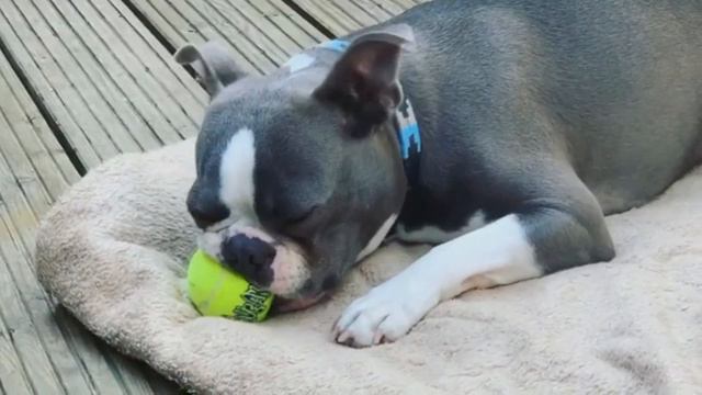 The Best Boston Terrier Videos Compilation 2020