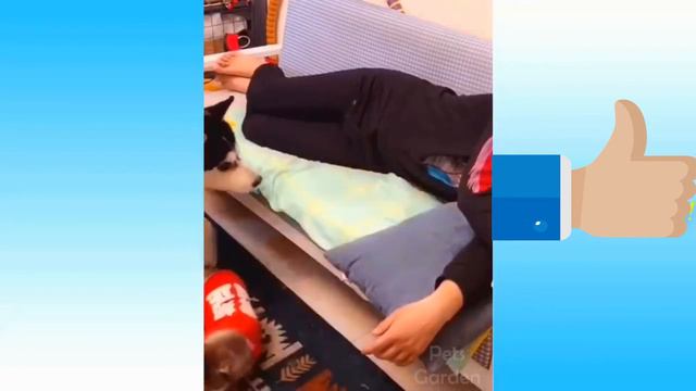 Funny Pets [pets] HD  Funny Videos About Beloved, Cute And Funny Pets! [Pets]