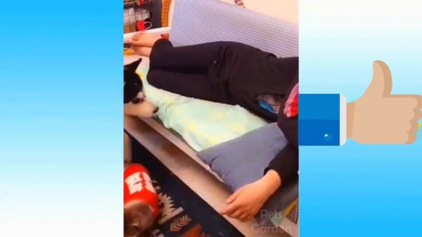 Funny pets [pets] HD  Funny videos about beloved, cute and funny pets! [Pets]