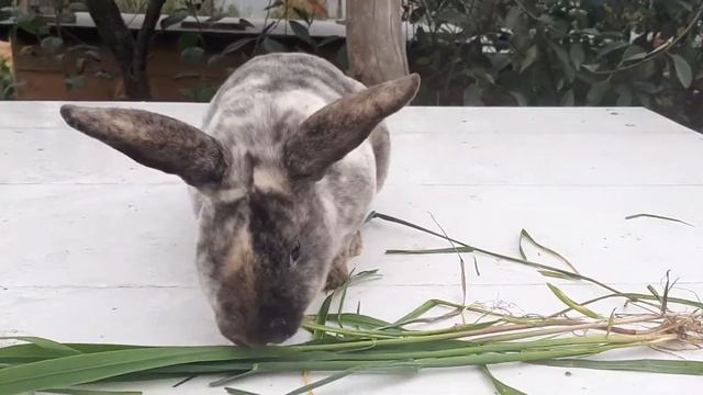 Рекс Рён (тёмный) смотреть онлайн