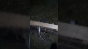 Как правильно резать козлят