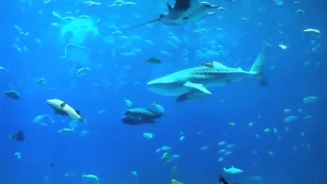 A Trip to The Georgia Aquarium смотреть онлайн