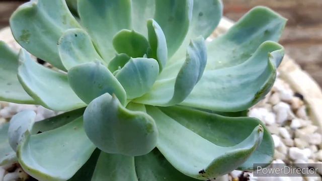 Echeveria Nichi, Echeveria Cubic Frost, Híbridas Da Echeveria Topsy Turvey.., Echeverias...