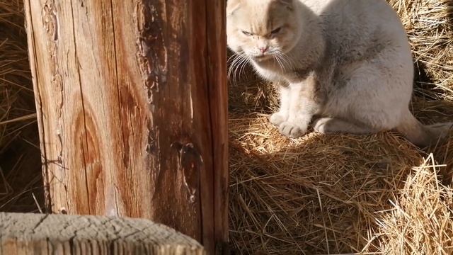 Как назвать бычка? смотреть онлайн
