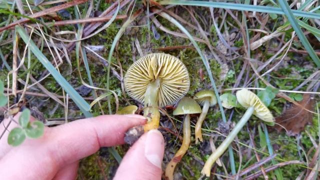 Pocas setas del campo son verdes. Esta, además,es la única de su genero: Hygrocybe psittacina. смотреть онлайн