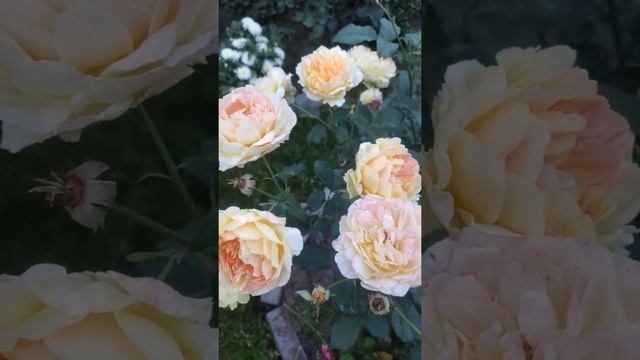 Роза Молинью
Rosa Molineux смотреть онлайн