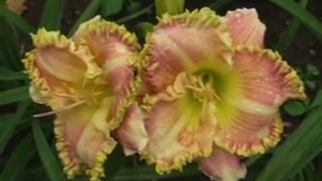 Лилейник daylily SPACECOAST LUNATIC FRINGE смотреть онлайн