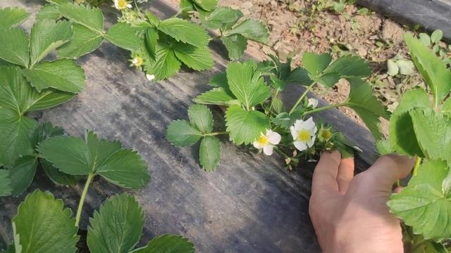 Наши новые сорта клубники в 2023 году.