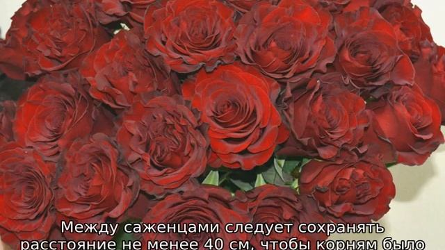 Роза Queen of hearts смотреть онлайн