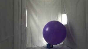 #105 BTP - big  purple round balloon blow to pop