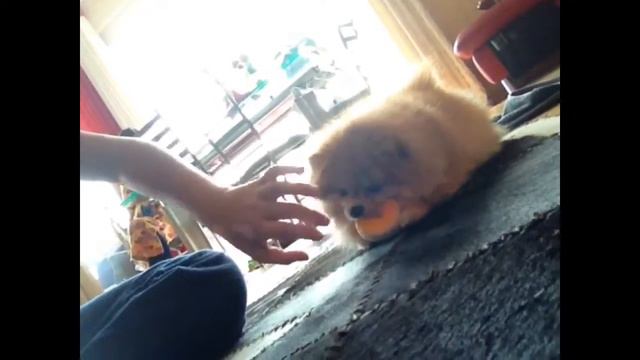 Как перси на меня рычит? смотреть онлайн