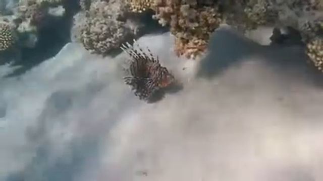 Марса алам, отель "джаз ламая" смотреть онлайн