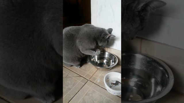 Моя русская голубая кошка пьёт воду лапой смотреть онлайн
