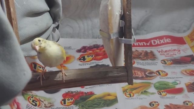 ¿Tomeguín mutado será hembra o macho? ? смотреть онлайн