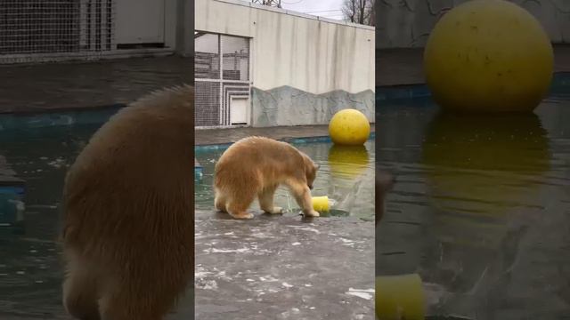 Медведица Айка ныряет!! Супер!!! смотреть онлайн