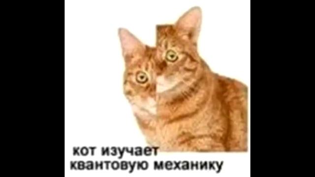 КОТ СПИТ (оригинал) смотреть онлайн