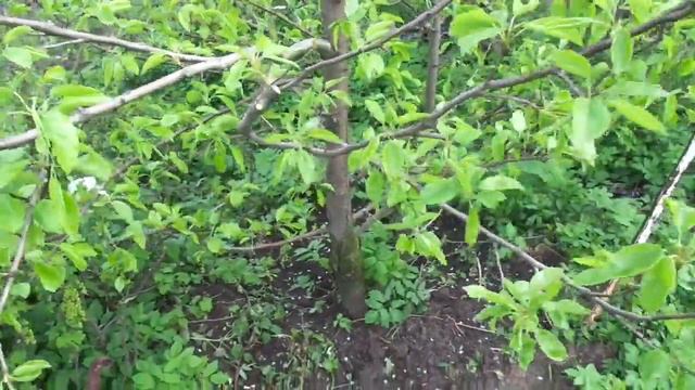 КУДА ДЕВАТЬ ЭТОТ ХВОРОСТ ВЕСНОЙ смотреть онлайн