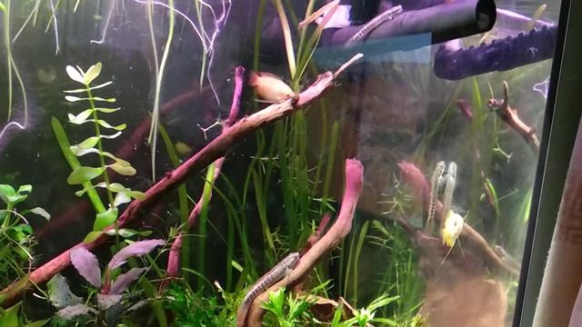 Аквариум 54л.(стифодоны,гурами красные и жёлтые) смотреть онлайн