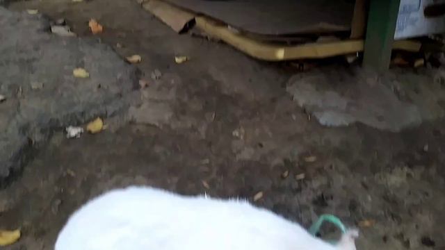 КОРМИМ БЕЗДОМНЫХ КОТОВ🐈 смотреть онлайн