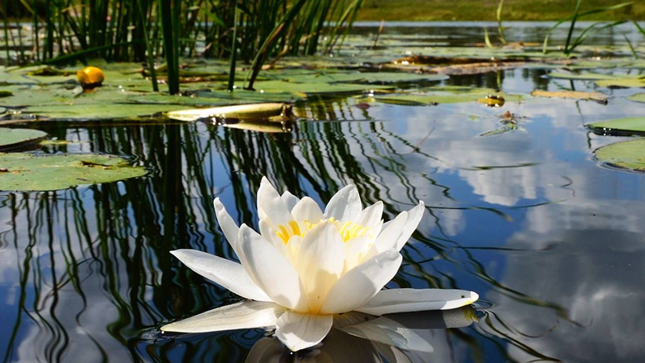 Два дня на реке (1 серия). смотреть онлайн