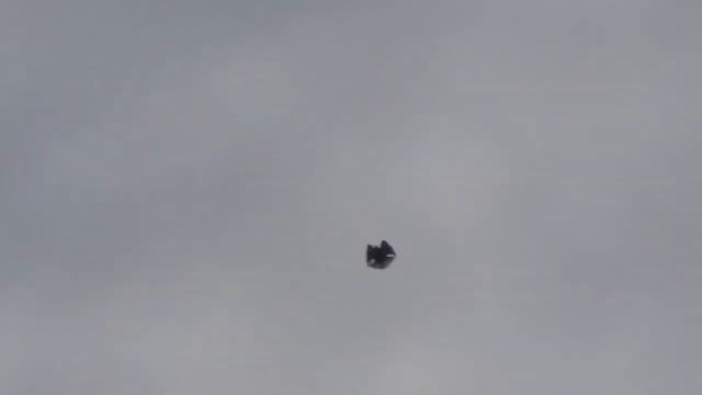 Голуби серпасто-выворотные. Темников Николай