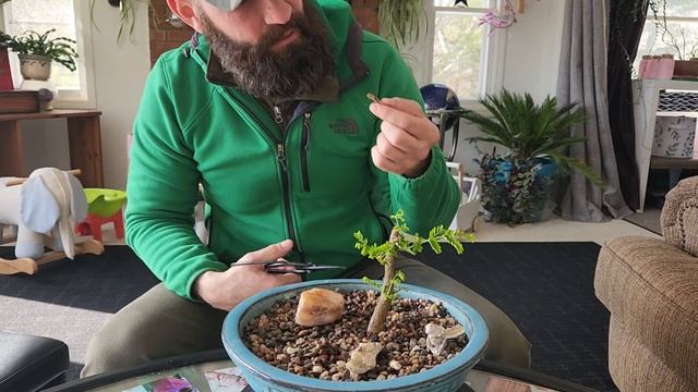 Delonix Regia and Blue Jacaranda - Planters Choice Bonsai Starter Kit - March 2023 смотреть онлайн