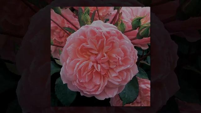 Anne Boleyn Rose смотреть онлайн