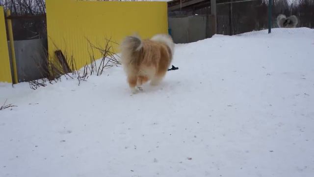 CH Amalie Lynmead Just Decided смотреть онлайн