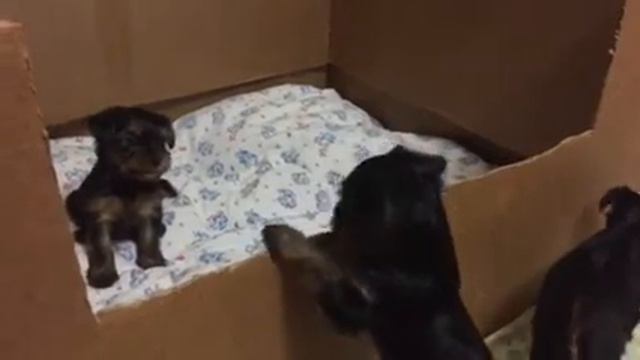 Игры йоркширского терьера