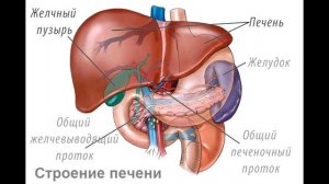 § 40 Пищеварение в кишечнике. Всасывание питательных веществ