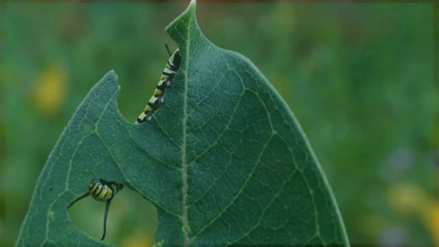 How to Help Pollinators смотреть онлайн