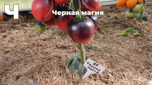 Томаты на букву Ц и Ч. ПОЛНЫЙ ОБЗОР. ОТ А ДО Я. смотреть онлайн