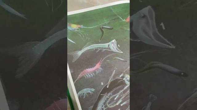 Палевая циклотона смотреть онлайн