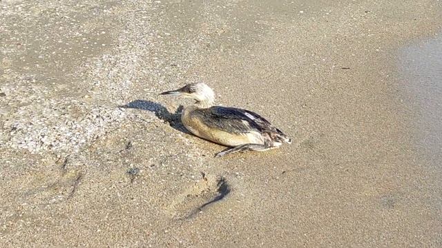 Чернозобая гагара в Анапе 5.06.23 смотреть онлайн