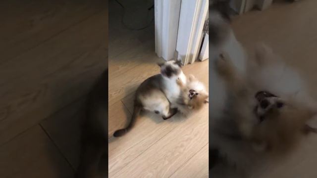 Шпиц против британца