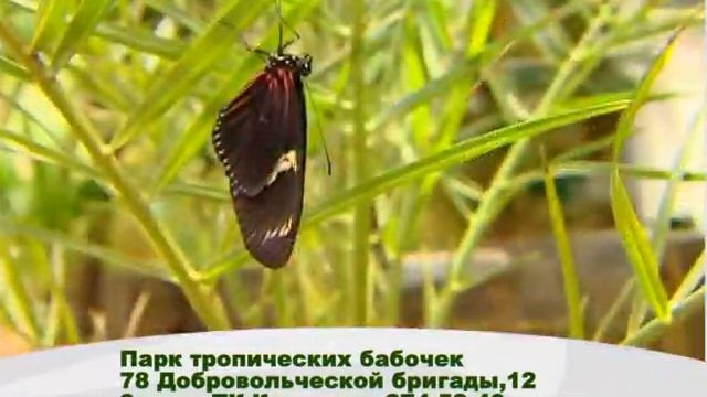 Парк бабочек в Красноярске смотреть онлайн