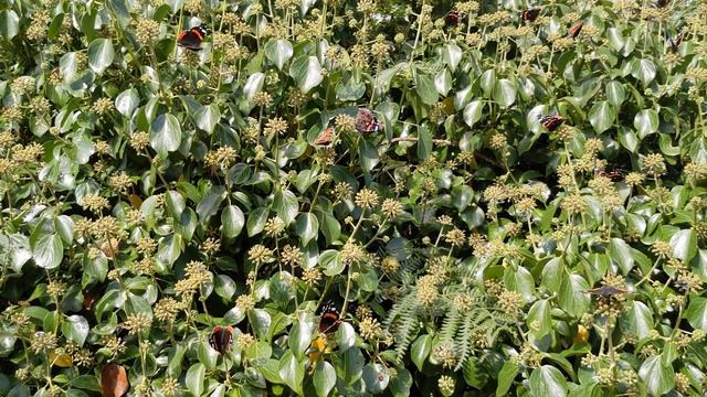 Butterflies on Ivy смотреть онлайн