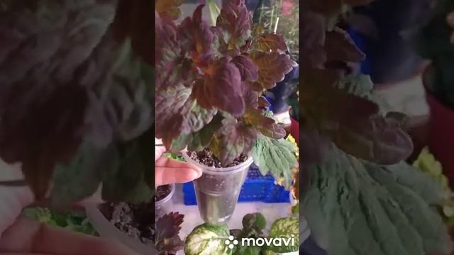 колеусы, сорта, характеристики и полив колеусов