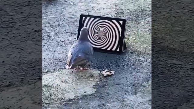 OBLIVION NPC - REMOTE NECROMANCER SPELL BEING CAST ON INNOCENT ANIMAL OF THE REALM смотреть онлайн