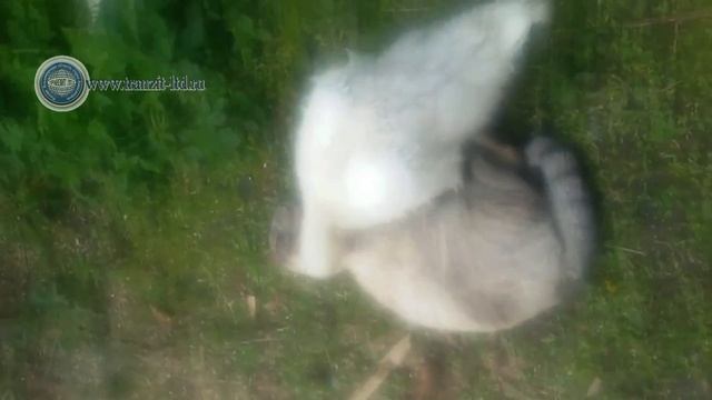 Утка или Китаец, кто из них круче? смотреть онлайн