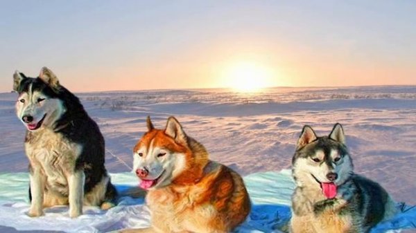 Евгений Коковин «Рассказы зимовщика»