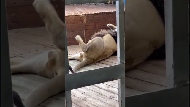 ❤️Лев Тигран и анапские ''вип'' игрушки из гнилых досок. #animals #lions #левтигран #Анапа смотреть онлайн