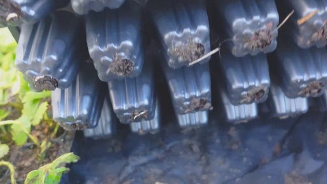 Клубника. Кассетная рассада за две недели. Результат выращивания земляники. смотреть онлайн