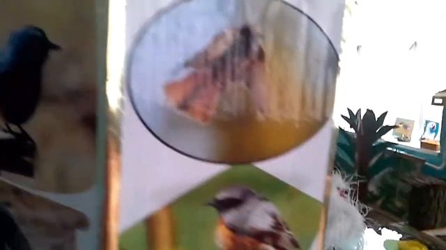 День птиц- 2015. Школа-интернат №2 г.Дербент смотреть онлайн