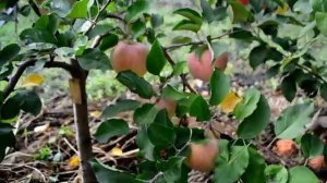 яблоня фуджи