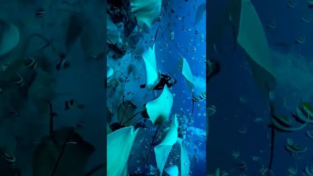 фауна морская?♂️ смотреть онлайн