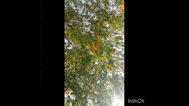 ЦИ Андромеда о важности сохранения целостности энергоструктуры, инфополях и осознанности