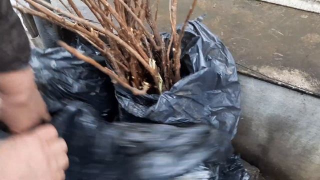 Продажа саженцев Персика смотреть онлайн