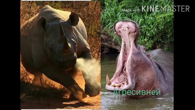 Белый носорог vs бегемот смотреть онлайн