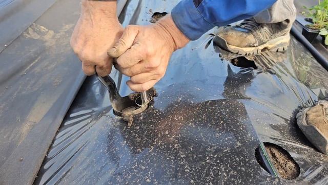 Что делать с клубникой после сбора урожая??? смотреть онлайн